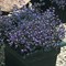 Лобелия Регатта sapphire - 20 семян /Г6 - фото 11329
