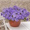 Петуния ампельная E3 Easy Wave Blue Sku - 5 драже /Б7. 5026 Петуния ампельная E3 Easy Wave Blue Sku - 5 драже /Б7. 5026
