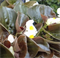 Бегония межвидовая Bowler Bronze Leaf White - 3 драже /В7 - фото 11525