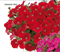 Петуния многоцветковая Бейби Джоконда ORANGE RED - 5 драже/A7 - фото 11618