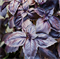 Базилик овощной Фиолетовый F1 - 0,25гр (профсемена) /С1 - фото 11722