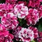 Петуния многоцветковая махровая F1 DUO rose and white -10 драже /Б6 - фото 11870
