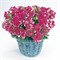 Петуния многоцветковая махровая F1 DUO rose and white -10 драже /Б6 - фото 11871