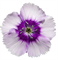 Гвоздика китайская Diana F1 lavender picotee-5шт   /Е5 - фото 11932