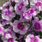 Гвоздика китайская Diana F1 lavender picotee-5шт   /Е5 - фото 11933