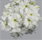 Петуния крупноцветковая ЛИМБО белая-10 драже/А12 - фото 11965