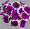 Петуния крупноцветковая  ЛИМБО violet picotee -10штук/А12 - фото 11972