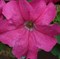 Петуния крупноцветковая ЛИМБО Rose - 10 драже/А12 - фото 11978