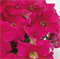 Петуния крупноцветковая SUCCESS!® 360° Deep Pink - 10 драже/A9 - фото 12012