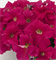 Петуния крупноцветковая SUCCESS!® 360° Deep Pink - 10 драже/A9. 5145 Петуния крупноцветковая SUCCESS!® 360° Deep Pink - 10 драже/A9. 5145