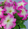 Петуния крупноцветковая F1 ТАНГО Rose morn - 10 шт /Б11 - фото 12093
