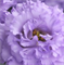 Эустома (Лизиантус) F1 Corelli SU Light Lavender - 5драже /Э7 - фото 12170