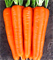 Морковь Лагуна F1 - 100шт (профсемена) - фото 12309