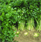 Сельдерей листовой Афина - 0,5гр (профсемена) - фото 12327
