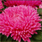 Астра однолетняя Balloon Dark Rose - 10 шт   /Е15 - фото 12407