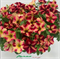 Петуния многоцветковая F1 ДЖОКОНДА  Романтика  Стар Burgundy Yellow- 5 драже/A5 - фото 12535