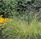 Ковыль Pheasant Tails - 5 семян  /Е16 - фото 12593