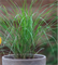 Ковыль Pheasant Tails - 5 семян  /Е16 - фото 12595