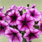 Петуния ампельная TRILOGY  Purple Vein - 5драже /A1 - фото 12620