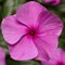 Катарантус ампельный F1 Cora Cascade mix ( lilac+violet) - 3шт /Е9 - фото 12629