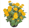 Цинния изящная Zinnita жёлтая  - 5 семян /В2 - фото 12740