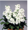 Матиолла Синдерелла  белая - 10 семян  /Г14 - фото 12791