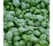 Базилик овощной Лучано F1 - 0,25гр (профсемена) - фото 12829