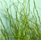 Ситник развесистый Спиралис - 5 семян  /Е16 - фото 12838