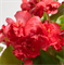 Бегония вечноцветущая ФЕЯ красная - 5 драже /В15. 1958