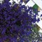 Лобелия Регатта  Midnight Blue - 10мдраже  /Г6 - фото 13151