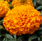 Бархатцы прямостоячие Биг Топ оранжевый - 10 семян /В6 - фото 13713