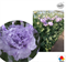 Эустома (Лизиантус) F1 Corelli 2 Lavender Gen 2 F1  - 5драже /Э7. 5749 - фото 13817