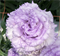 Эустома (Лизиантус) F1 Corelli SU Light Lavender - 5драже /Э7 - фото 13818