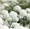 Тысячелистник птармика Marshmallow - 10 семян /Г3 5844 Тысячелистник птармика Marshmallow - 10 семян /Г3 5844