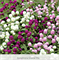 Гомфрена Gnome mix -10 шт /Г14 4446 - фото 14476