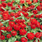 Цинния изящная Profusion Double red - 5 шт/В1 1380 - фото 14477