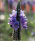 Лаванда многолистная Torch blue - 5 семян / Д2 5331
