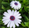 Остеоспермум Akila WHITE PURPLE EYE -3шт/Б1.* 959 Остеоспермум Akila WHITE PURPLE EYE -3шт/Б1.* 959