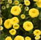 Матрикария Vegmo Sunny Ball - 10 драже  /Д2 5034 - фото 14600