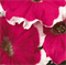 Петуния многоцветковая бахромчатая Kaliffo Cherry Rose  Picotee - 10 драже/Б12 4561 - фото 14607