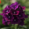 Вербена гибридная КВАРЦ  purple -10шт /Г12 564 - фото 14646