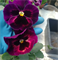 Виола Mammoth Rocky Rose-5шт* 263 - фото 14675