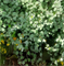 Гелихризум Silver Mist Helichrysum - 3 мдраже /Е12* 1012 - фото 14757