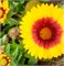 Гайлардия Mesa Bright Bicolor -5 шт /Д2* 2397 - фото 14779