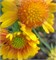Гайлардия Аризона Gaillardia Arizona Apricot-5шт  /Д2* 552 - фото 14823