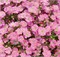 Гипсофила Gypsy Deep rose - 5 мдраже  /Д1 5255 - фото 14833