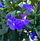Лобелия Ривьера Marine Blue -10мдр /Г8* 1835 - фото 14866