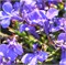 Лобелия Ривьера Lilac-10мдраже /Г8.* 1265