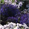 Лобелия Ривьера Midnight Blue -30 семян /Г8* 5710 - фото 14876