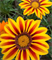 Гацания Кисс Flame Mix-5шт  /Е1* 247 - фото 14917